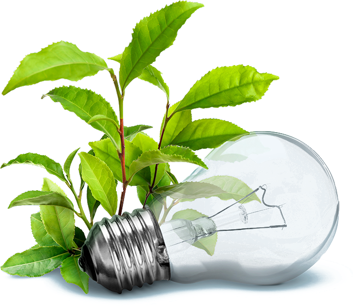 Isolated Lightbulb Plant
